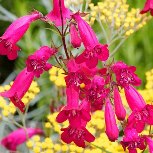Penstemon