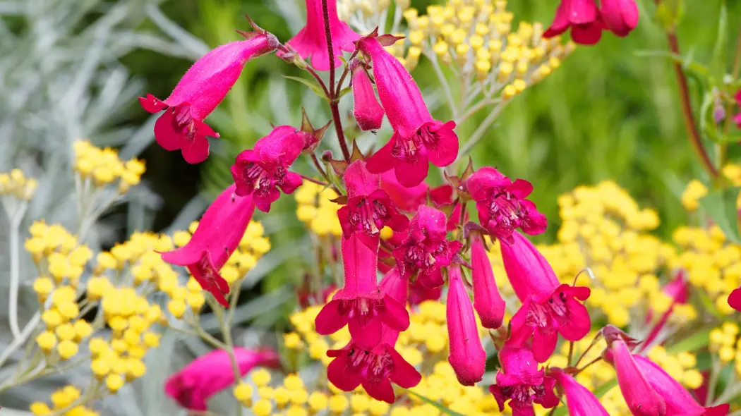 Penstemon ogrodowy hybridus 'Andenken an Friedrich Hahn'
