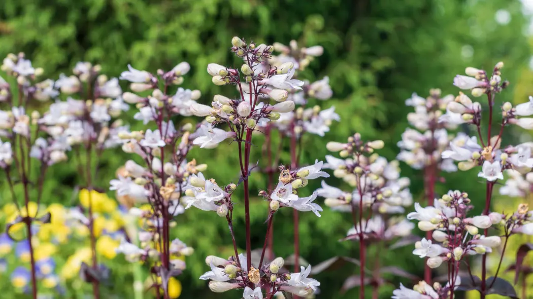 Penstemon digitalis 'Husker Red'