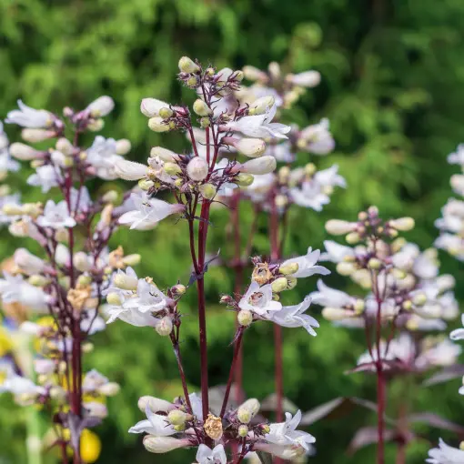 Penstemon