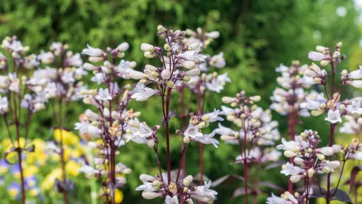 Penstemon