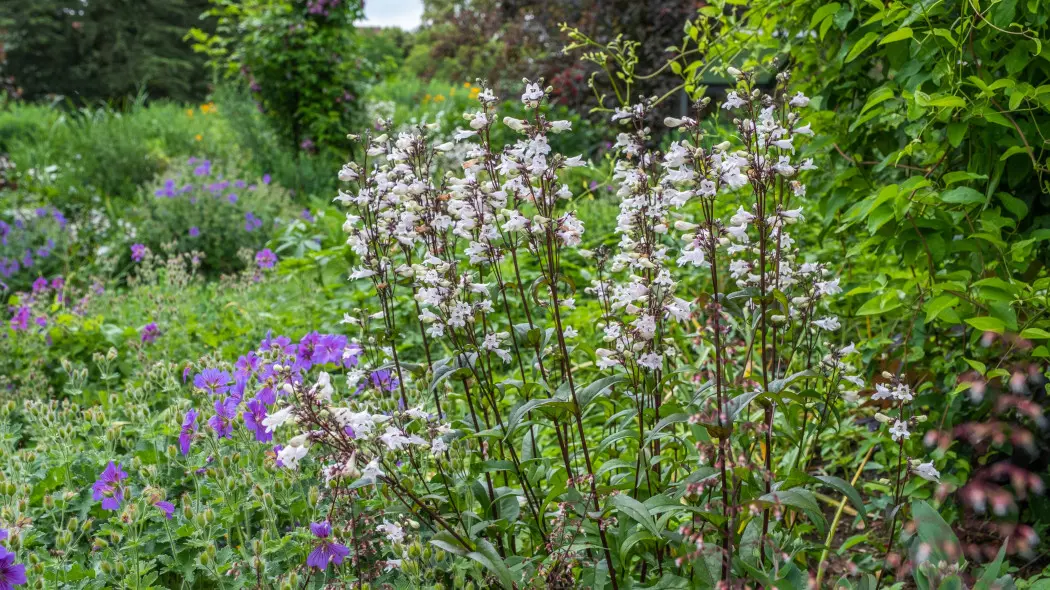 Penstemon digitalis 'Husker Red'