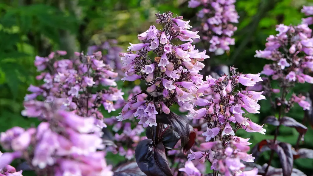 Penstemon digitalis ‘Dakota Burgundy’