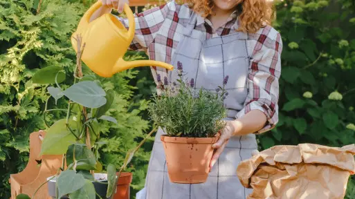 Lawenda słabo wygląda? TEN produkt z kuchni pobudzi ją do kwitnienia