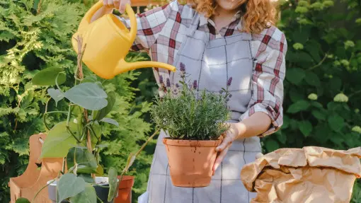 Lawenda słabo wygląda? TEN produkt z kuchni pobudzi ją do kwitnienia