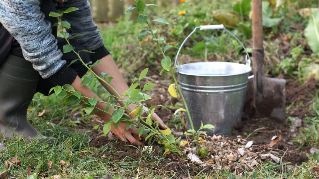 Domowy nawóz do borówek – czym nawozić borówkę amerykańską naturalnie i skutecznie