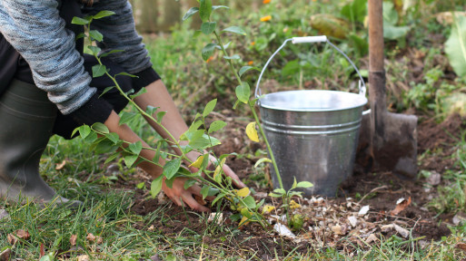 Domowy nawóz do borówek – czym nawozić borówkę amerykańską naturalnie i skutecznie?