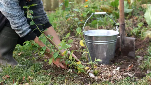 Domowy nawóz do borówek – czym nawozić borówkę amerykańską naturalnie i skutecznie?