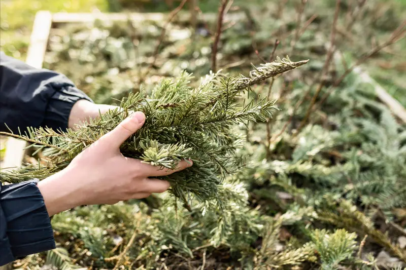 Ściółkowanie wspiera naturalne nawożenie borówki amerykańskiej