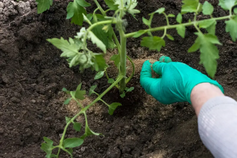 Najlepszy domowy nawóz do pomidorów – tanio, skutecznie i ekologicznie