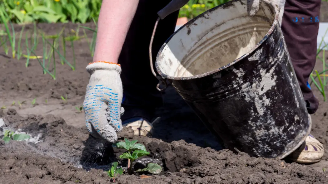 Domowy nawóz do truskawek – sprawdzone przepisy na naturalne zasilanie roślin