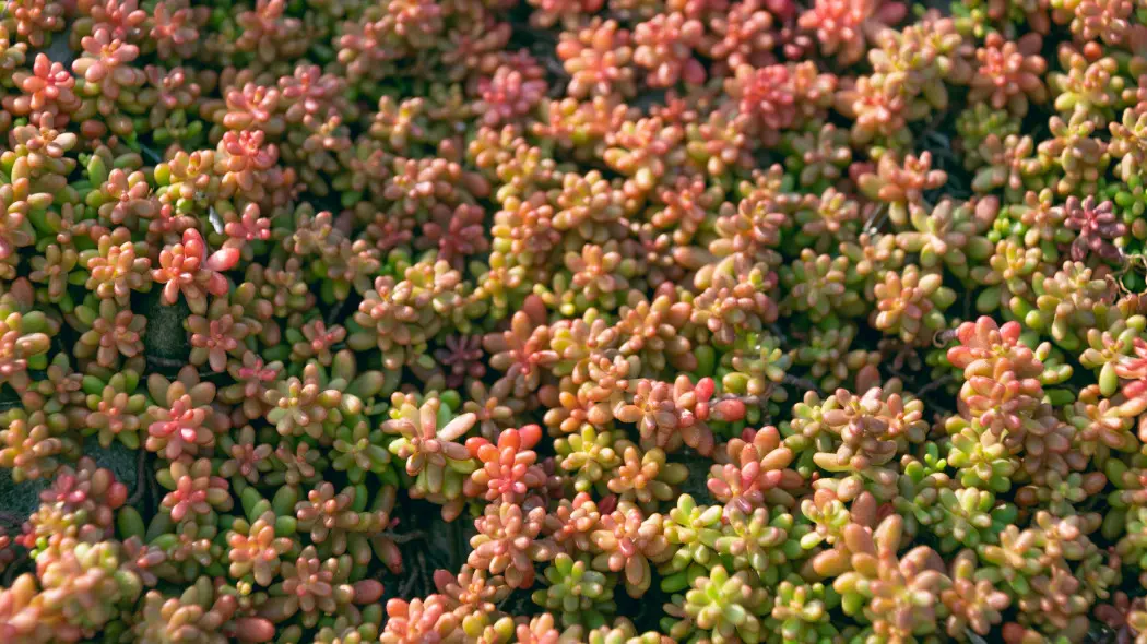 Rozchodnik biały Sedum album
