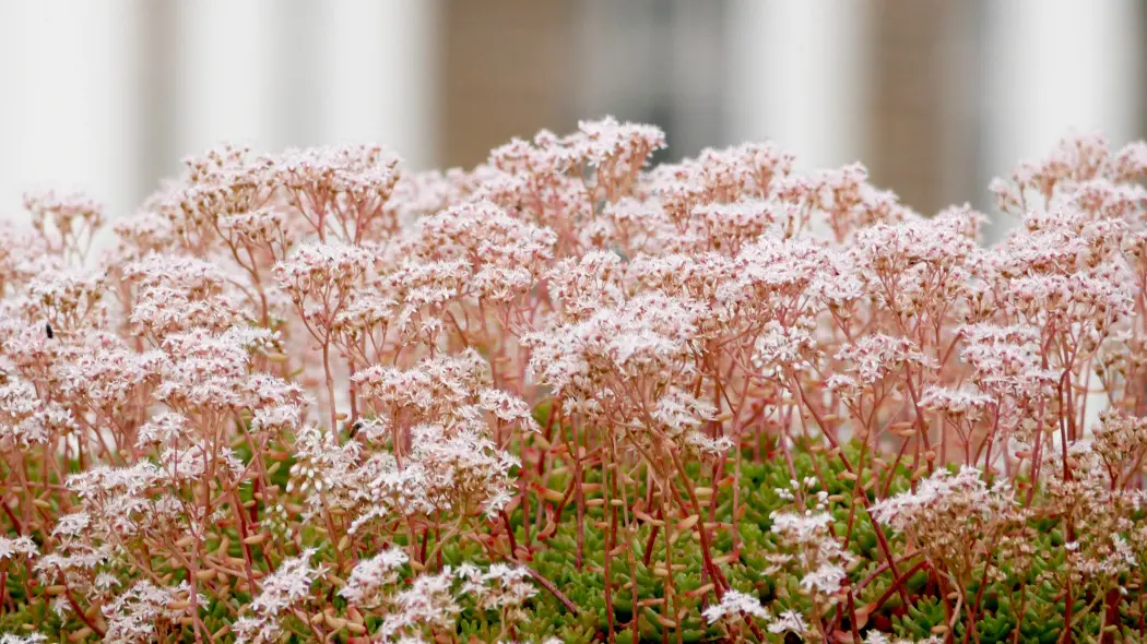 Rozchodnik biały Sedum album