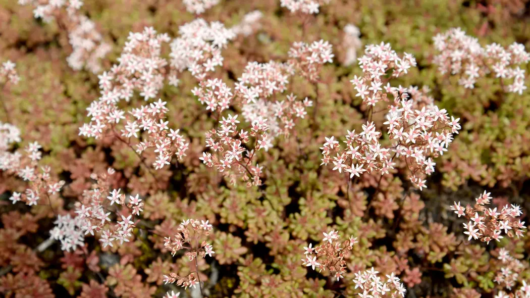 Rozchodnik biały Sedum album