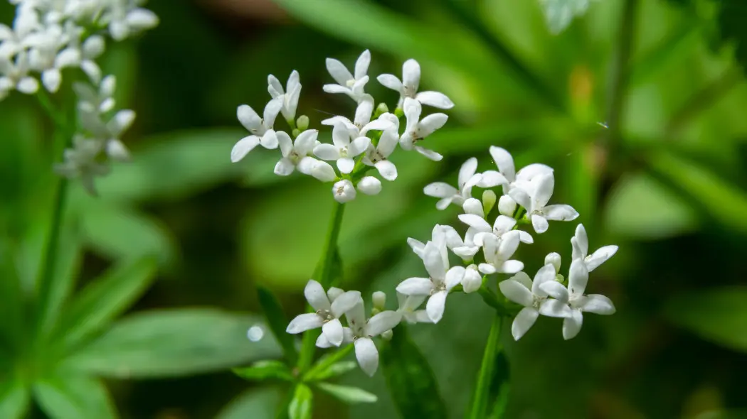 Przytulia wonna (Galium odoratum)