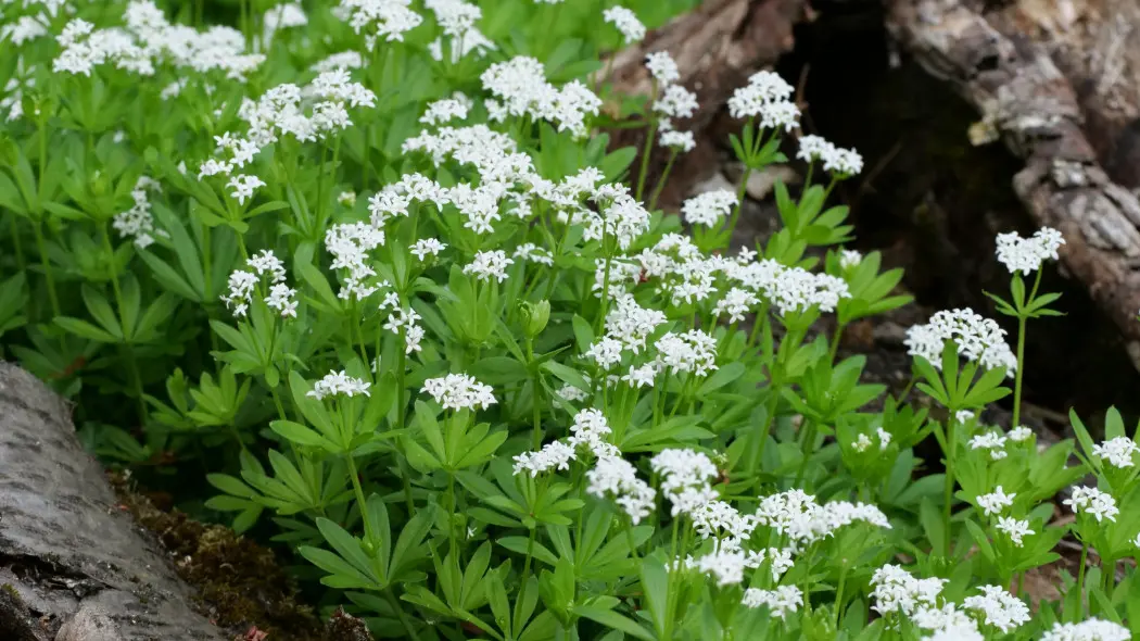 Przytulia wonna (Galium odoratum) - na rabacie leśnej