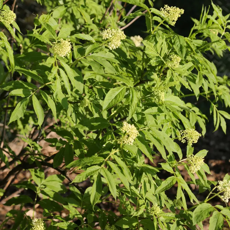 Bez zachodnioamerykański (Sambucus callicarpa)