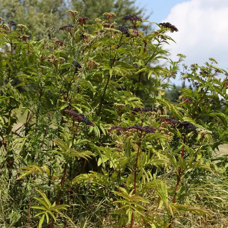 Bez hebd (Sambucus ebulus)