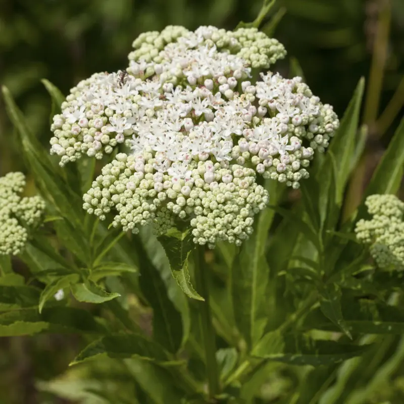 Bez hebd (Sambucus ebulus) - kwiaty