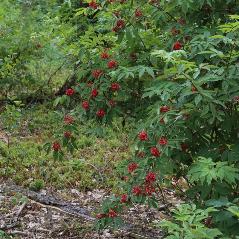 Bez koralowy (Sambucus racemosa)