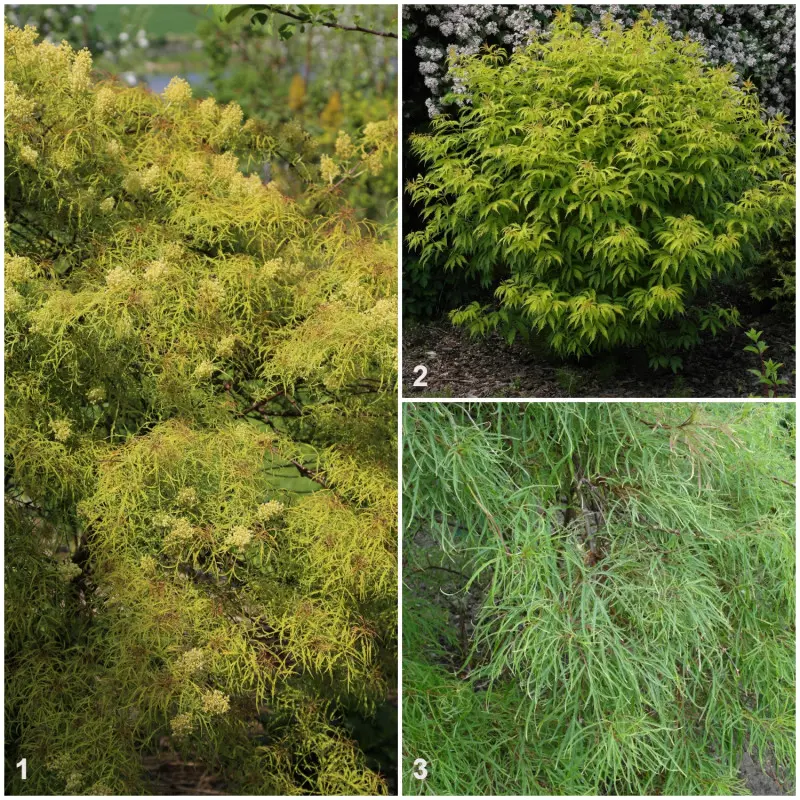 Bez koralowy (Sambucus racemosa) - odmiany