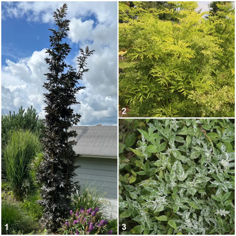 Bez czarny (Sambucus nigra) - odmiany