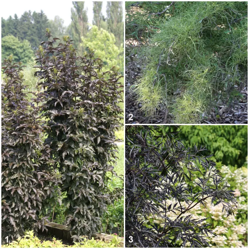 Bez czarny (Sambucus nigra) - odmiany
