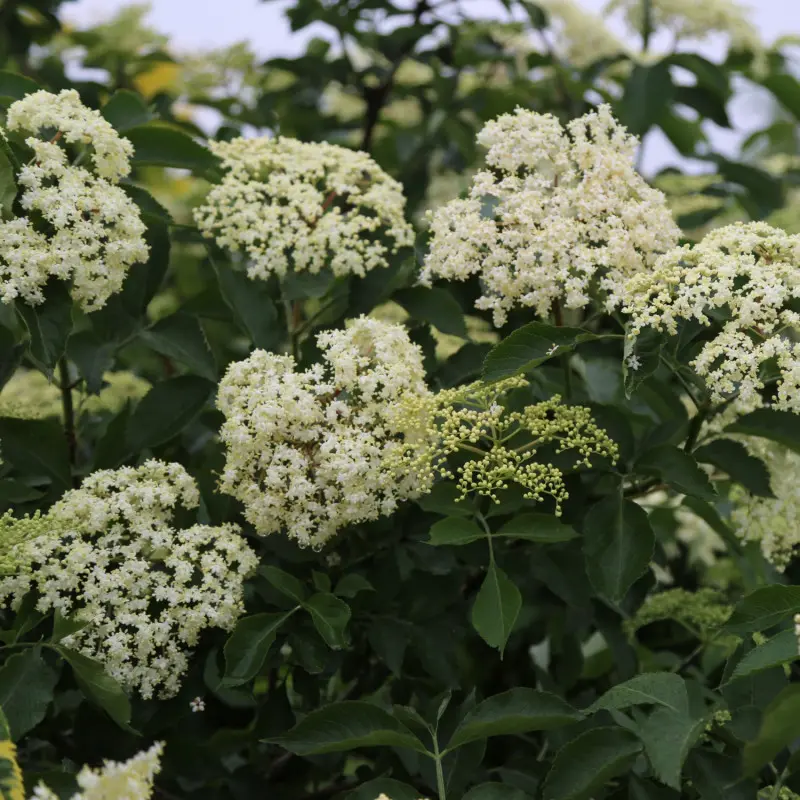 Białe kwiaty czarnego bzu (Sambucus nigra)