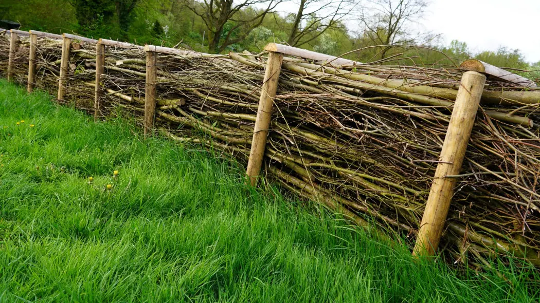 Dead hedge – martwy żywopłot
