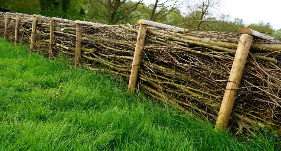Dead hedge – martwy żywopłot. Jak i dlaczego warto założyć go w ogrodzie?