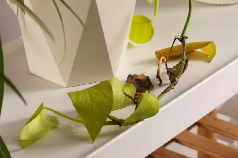 Więdnięcie epipremnum