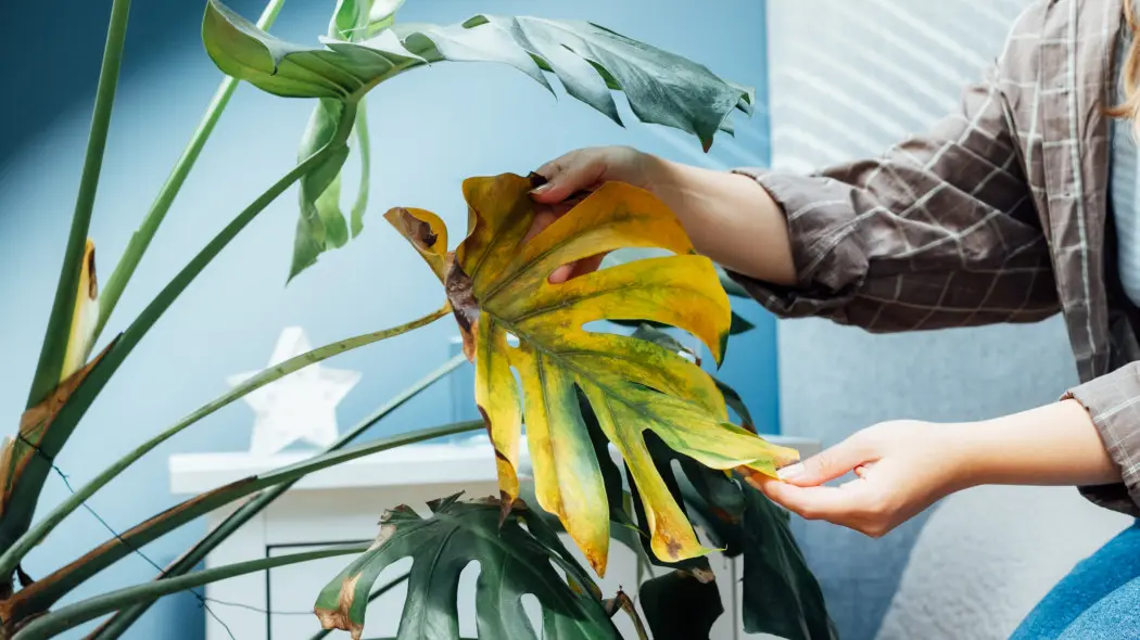 Chora roślina, monstera, przenawożenie