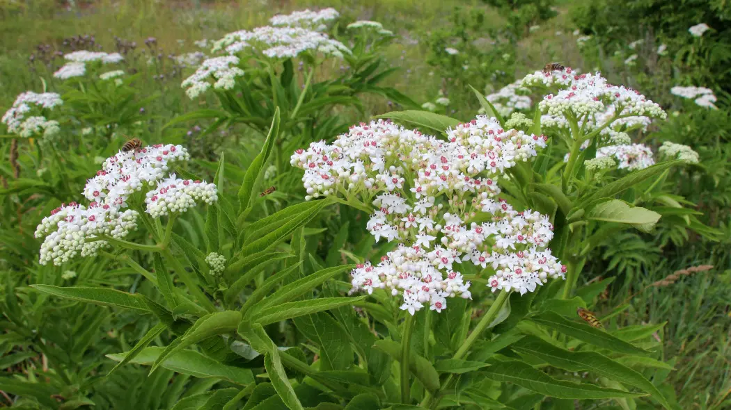 Bez hebd (Sambucus ebulus)