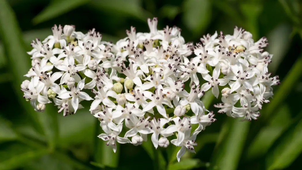 Bez hebd (Sambucus ebulus) - kwiaty