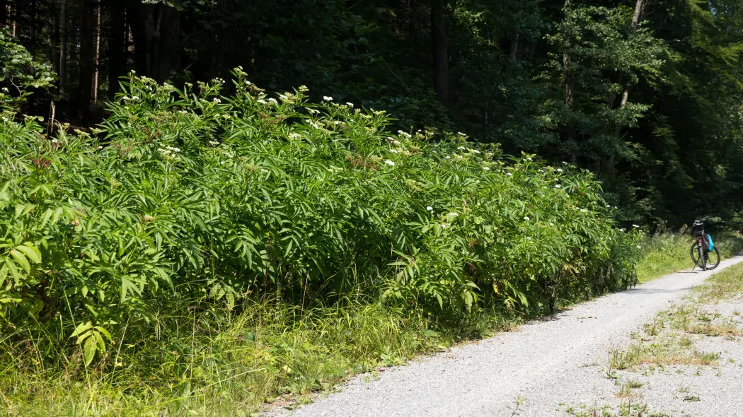 Bez hebd (Sambucus ebulus) w naturze