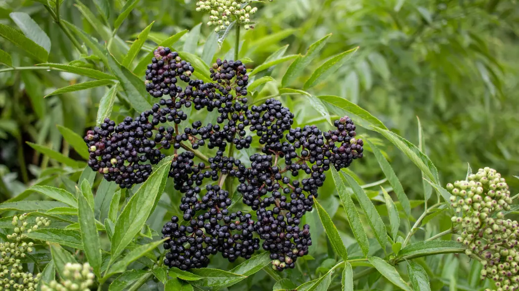 Bez hebd (Sambucus ebulus) - owoce