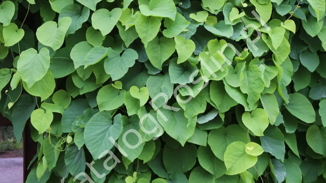 Liście kokornaku wielkolistnego (Aristolochia macrophylla)