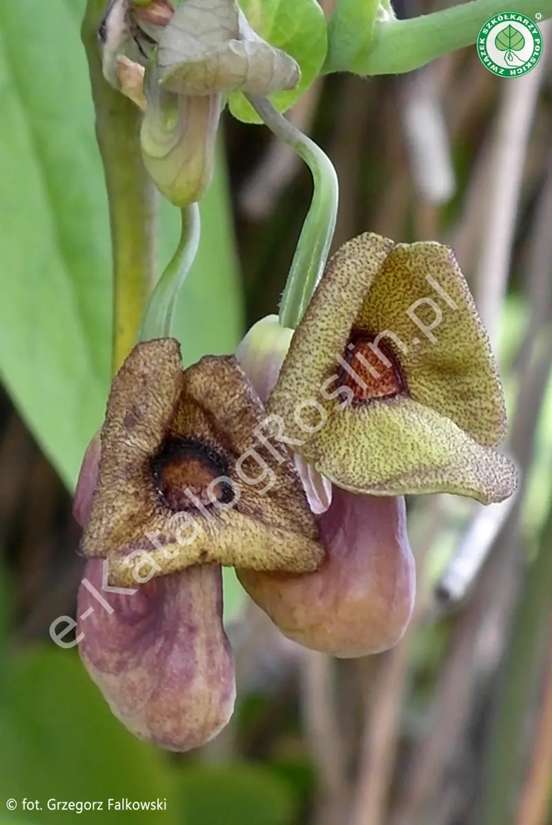 Kwiaty kokornaku wielkolistnego (Aristolochia macrophylla)