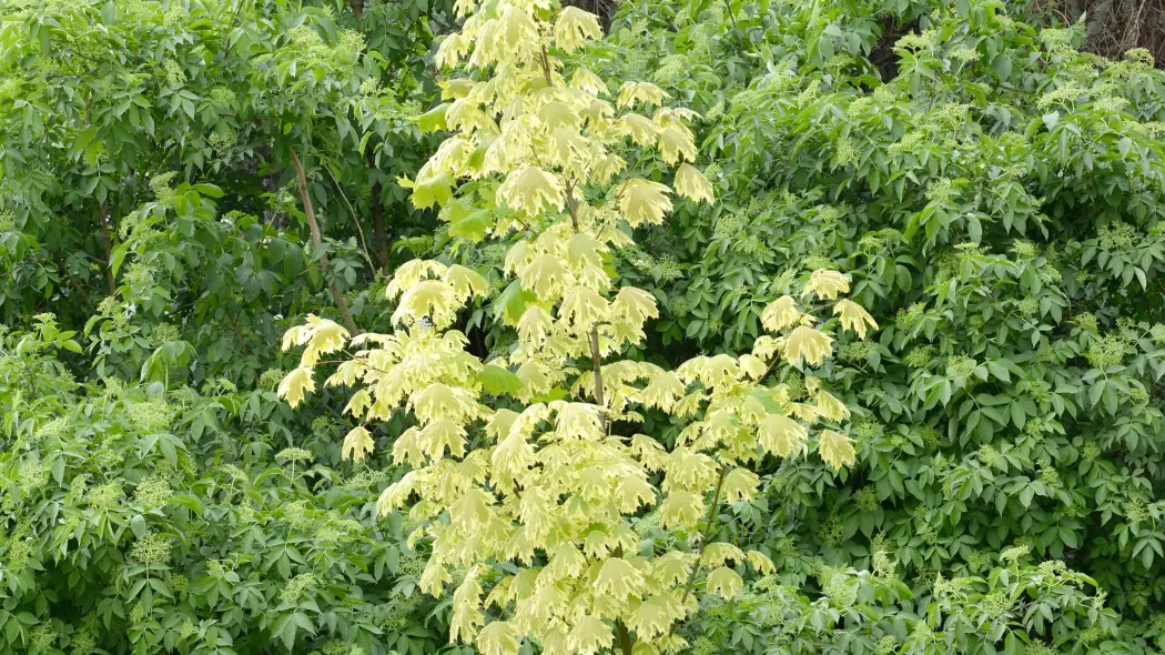 Klon zwyczajny Acer platanoides 'Drummondii'