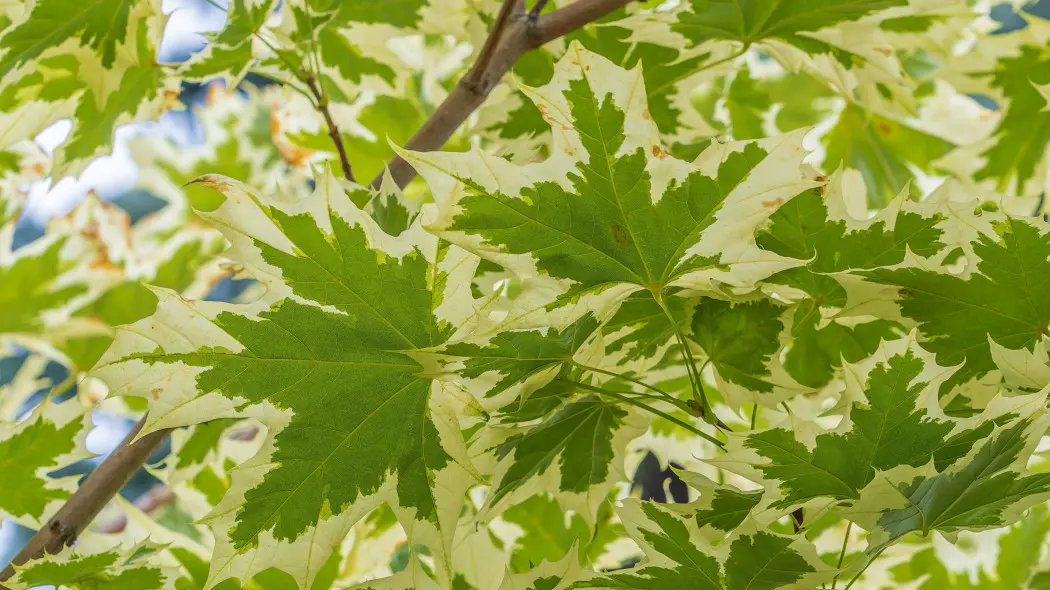 Klon zwyczajny Acer platanoides 'Drummondii'
