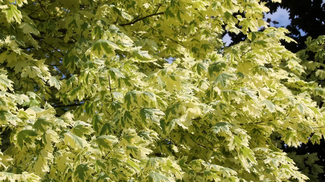 Klon zwyczajny Acer platanoides 'Drummondii'