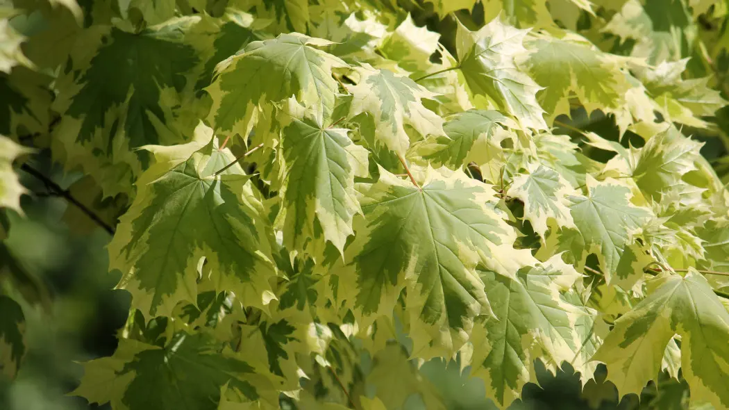 Klon zwyczajny Acer platanoides 'Drummondii'