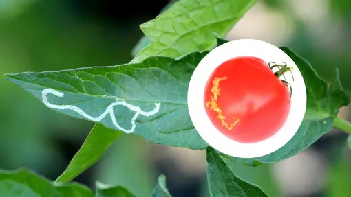 Skośnik pomidorowy (Tuta absoluta) – nowy, groźny szkodnik pomidorów już w Polsce