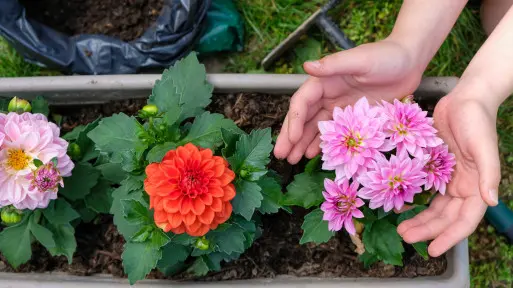 Dalie w wersji mini? Karłowe odmiany najlepsze do posadzenia na balkonie