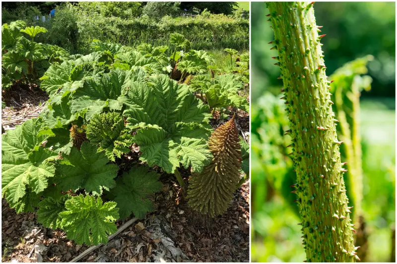 Gunnera olbrzymia - żywa skamieniałość, roślina do ogrodu prehistorycznego