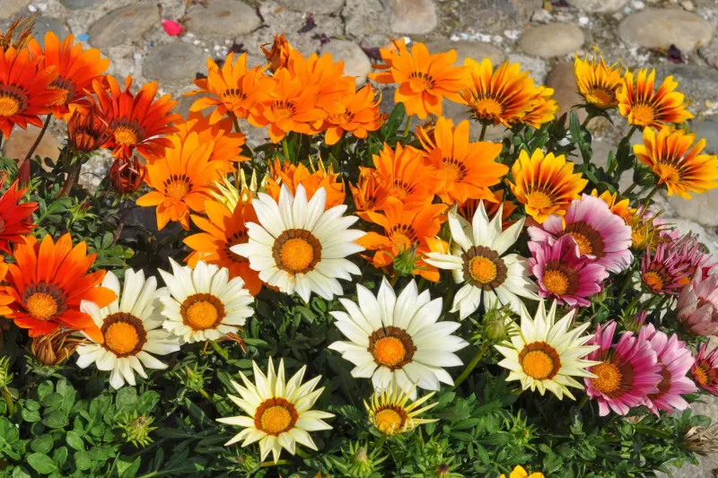 Gazania lśniąca