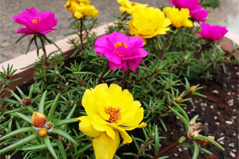 Portulaka wielkokwiatowa