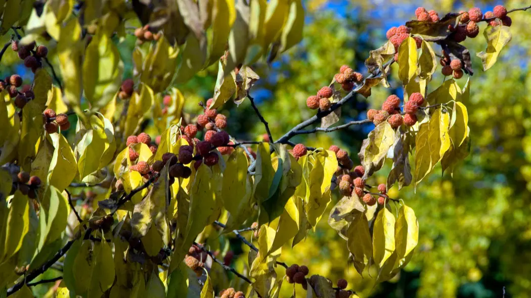Kudrania (Cudrania tricuspidata) jesienią