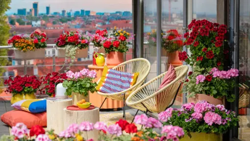 Pelargonie jak z Pinteresta? Tak wyglądają najnowsze inspiracje na 2025 rok