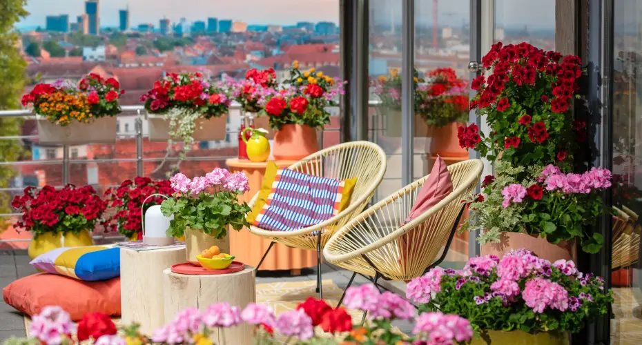 Pelargonie jak z Pinteresta? Tak wyglądają najnowsze inspiracje na 2025 rok